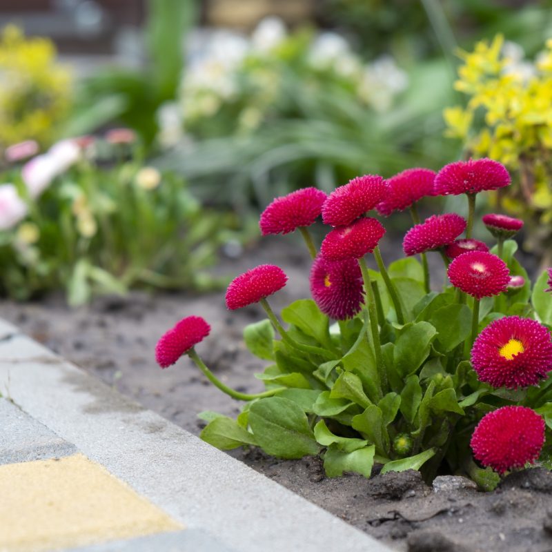 Beautiful flowerbed with flowering red daisies with other growing plants on background. Spring flowers.